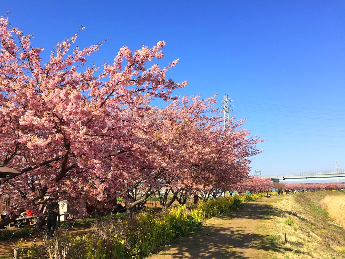 湘南 茅ヶ崎に咲く河津桜 春の訪れ感じる 小出川桜まつり に行こう Shonan Garden 湘南ガーデン