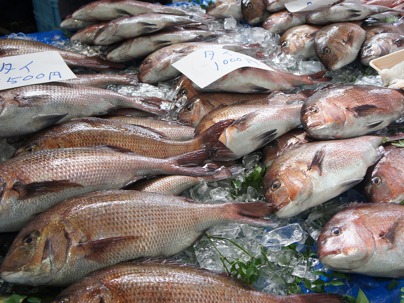 獲れたての新鮮な魚が格安で手に入る。 年一度のお魚イベント『湘南 